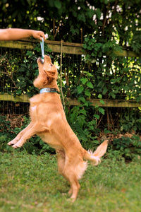 Biothane Tug Ball