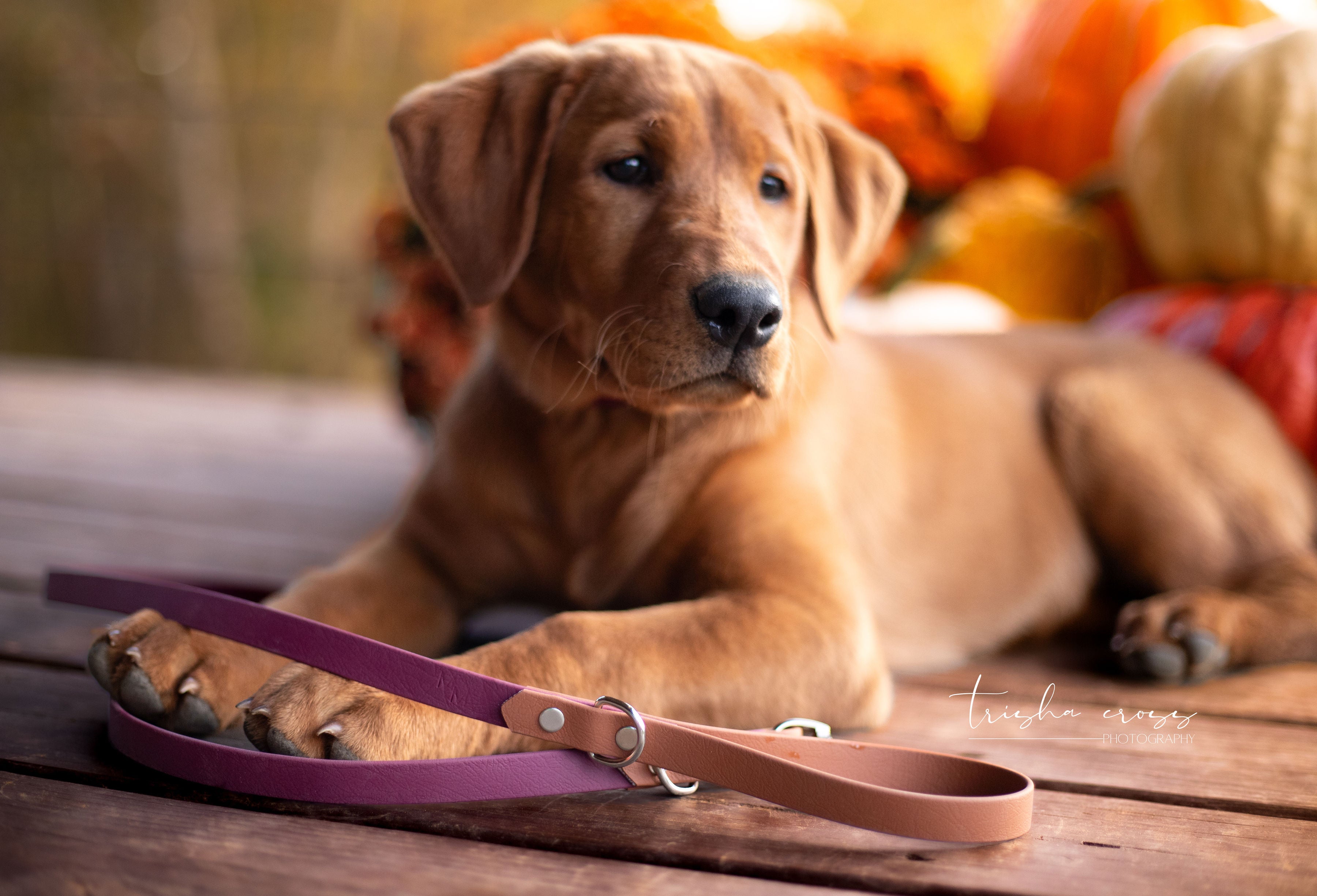 Puppy Bundles