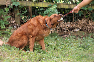 Biothane Tug Ball