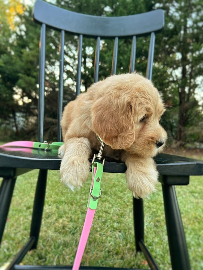 Two Tone Biothane Leashes
