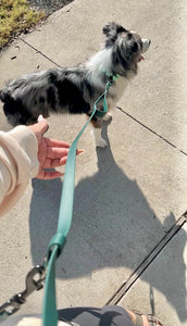 Hands-Free 3 Way Leashes